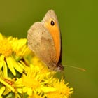 meadow brown